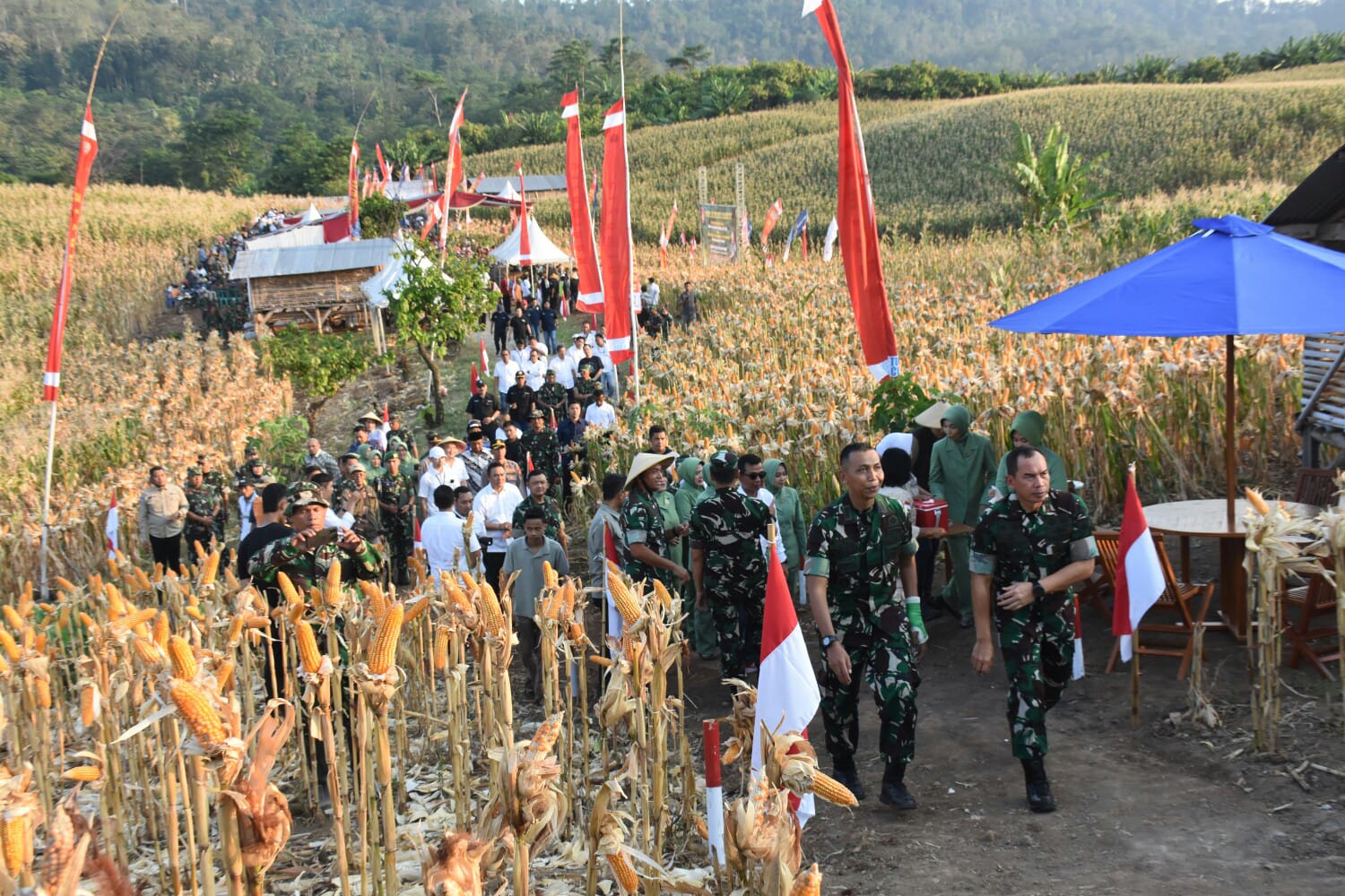 Pangdam IV/Dip Panen Raya Jagung di Kodim 0715/Kendal